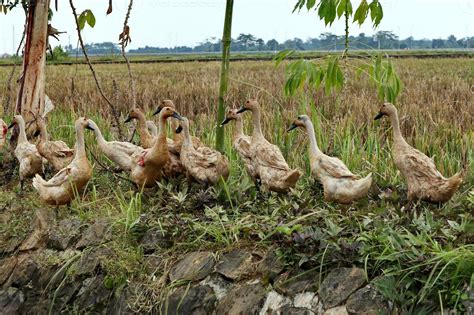 Image result for Java Duck Type