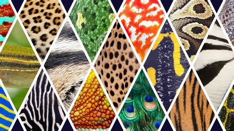 Toradh íomhá ar Nested Turing Patterns