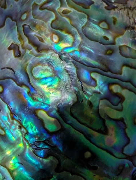 Shellfish Shell Color Change に対する画像結果