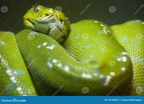 Image result for Green Python Snake