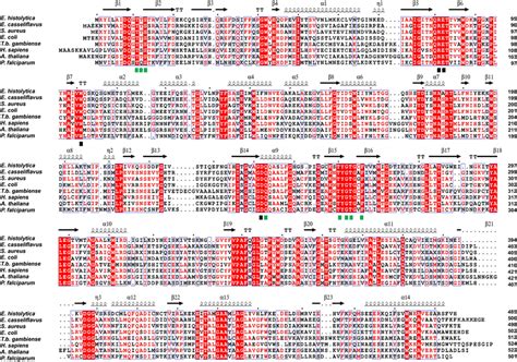 Image result for Protein Sequence Alignment Graphical Representation