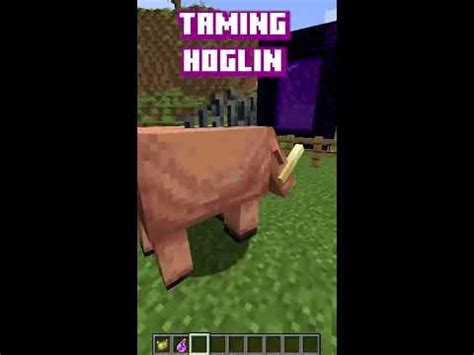 Image result for How to Tame Hoglin in Minecraft