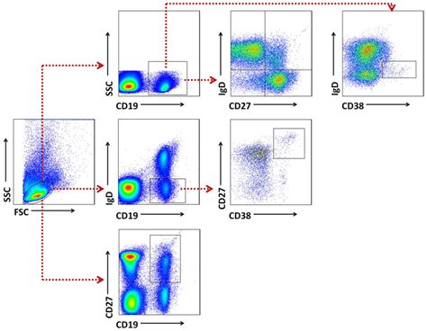 Toradh íomhá ar B-cell Subset Flow Cytometry Panel