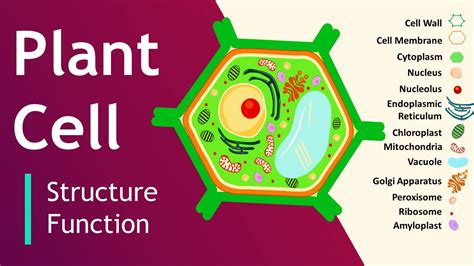 Afbeeldingsresultaten voor Basic Plant Cell Structure
