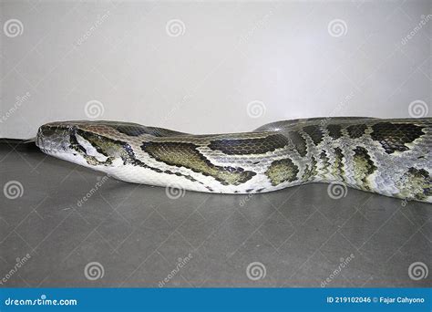 Image result for Python Snake Regions
