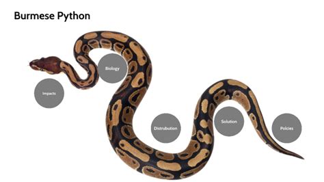 Toradh íomhá ar Burmese Python Food Chain Diagram