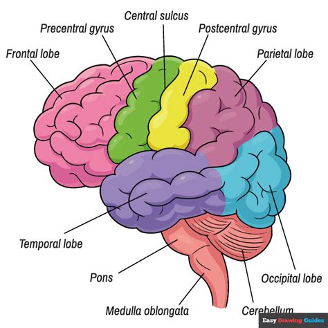 Toradh íomhá ar Top View of Brain Simple