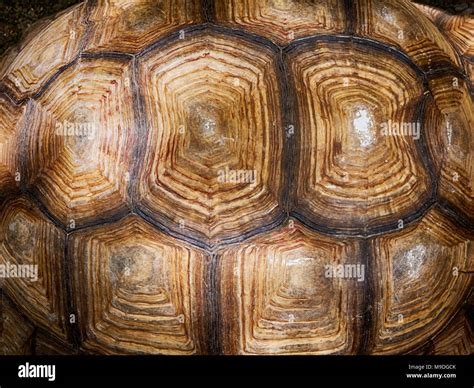Image result for Turtle Shell Close Up