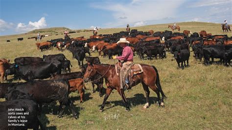 Image result for Horseback Sorting Cattle