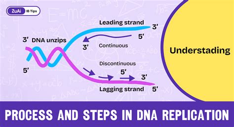 Image result for What Are the Steps of DNA Replication