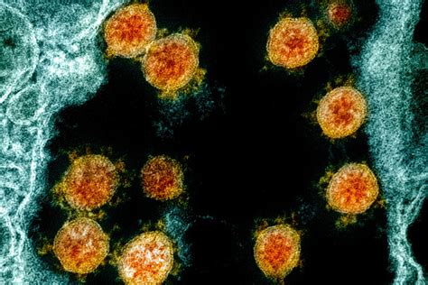Image result for Immune System Virus