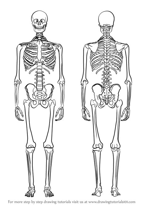 Image result for Female Skeleton for Drawing