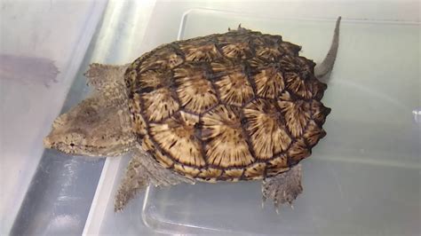 Image result for Snapping Turtle Blood Color