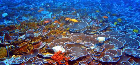 mesophotic corals | Mesophotic coral ecosystems, such as thi… | Flickr