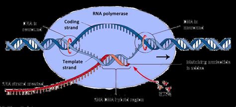 Image result for Transcription and Translation Example