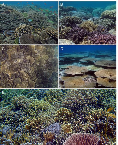 Frontiers | Species Richness and Abundance of Reef-Building Corals in ...