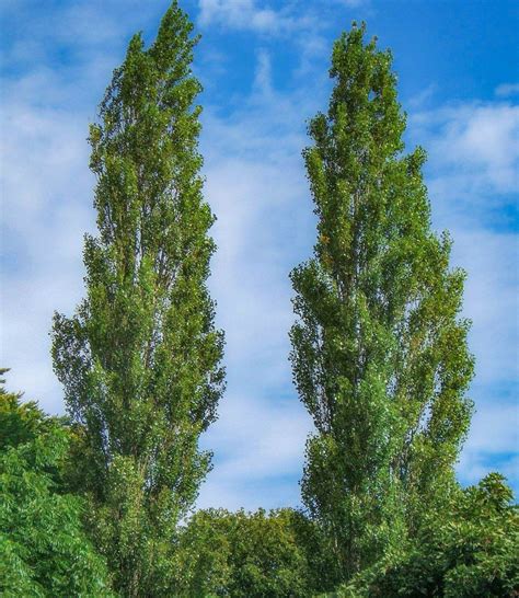 Afbeeldingsresultaten voor Columnar Poplar Tree