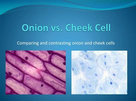 Image result for Human Cheek Cell Microscope