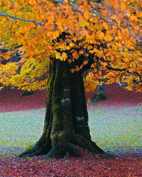 Toradh íomhá ar Red Fall Color Trees