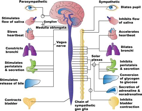 Image result for Autonomic Nervous System Examples