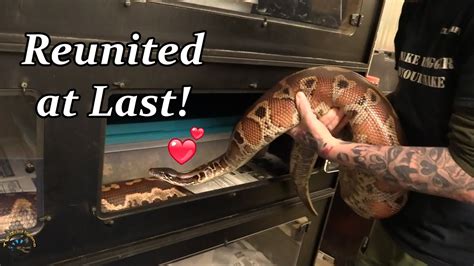 Image result for Blood Python Mating