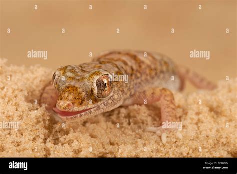 Sand Gecko に対する画像結果