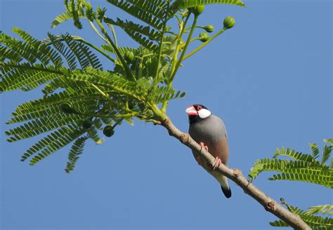 Java Sparrow Tree に対する画像結果