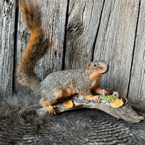 Fox Squirrel Nest Box に対する画像結果