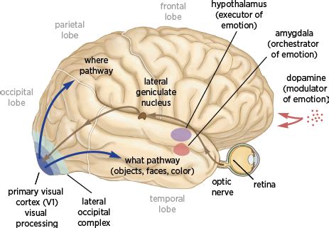 Visual Processing Area of Brain に対する画像結果
