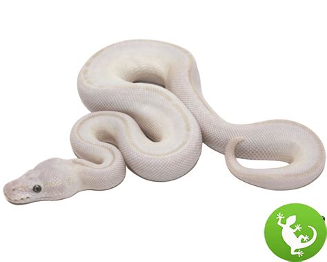 Toradh íomhá ar Red-Eyed Python