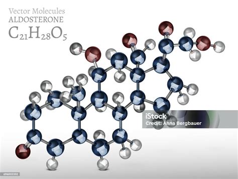 Image result for Aldosterone