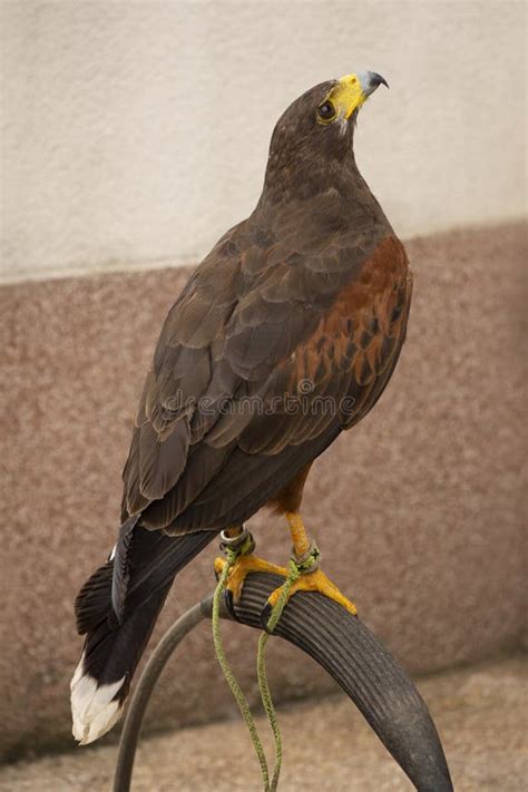 European Hawk के लिए छवि परिणाम