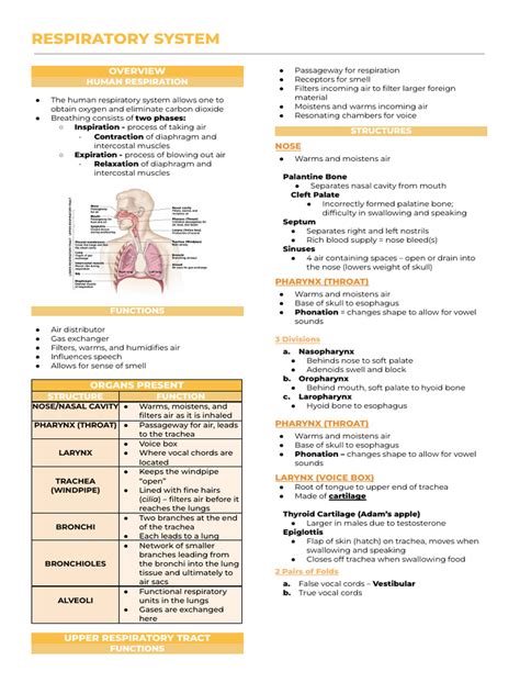 Afbeeldingsresultaten voor Respiratory System Notes PDF