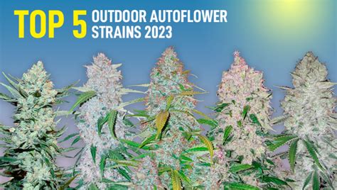 Image result for Autoflower Strains