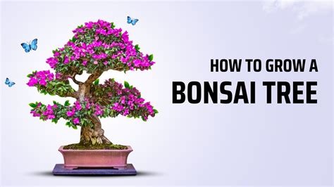 Image result for How to Make Bonsai Trees