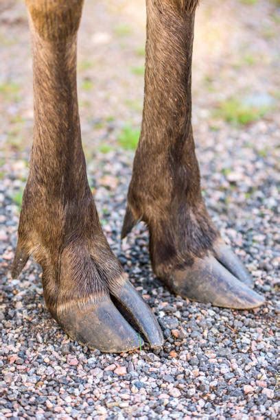 Image result for Split Hoof Animals
