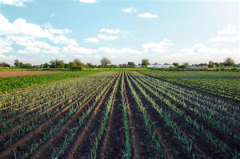 Image result for Planting Open Farm Field