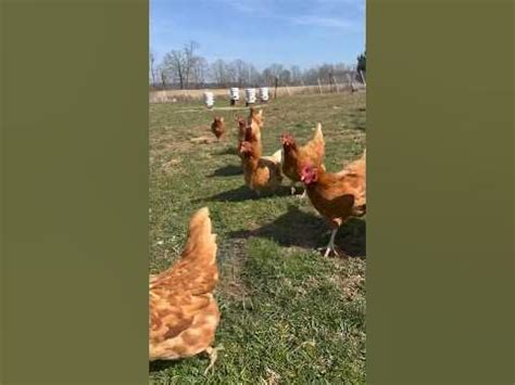 Résultat d’images pour Chicken Running Fast
