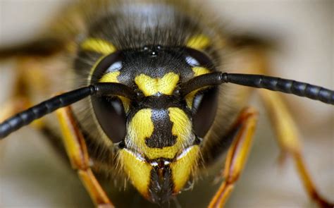 Types of Wasps in NZ に対する画像結果