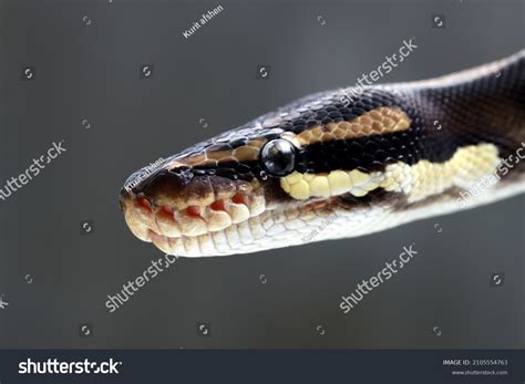 Image result for Python Head Cute