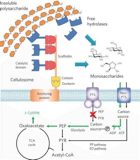 Image result for Substrate Utilization Graphics