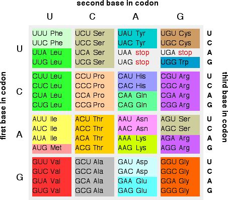 Image result for Protein Synthesis Codon