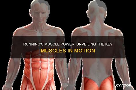 Running Muscles in Hip ପାଇଁ ପ୍ରତିଛବି ଫଳାଫଳ