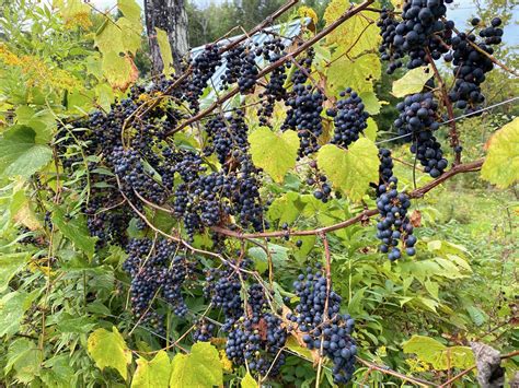 Afbeeldingsresultaten voor Growing Wild Grapes