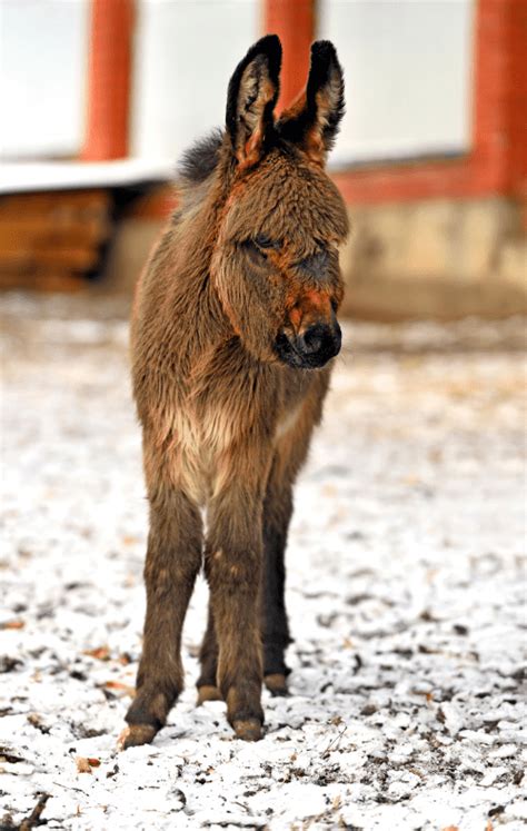 Bildergebnis für Donkey Looking at Screen