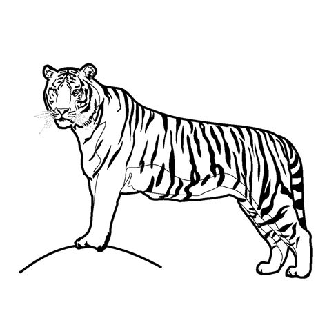 Tiger Drawing Simple కోసం చిత్ర ఫలితం