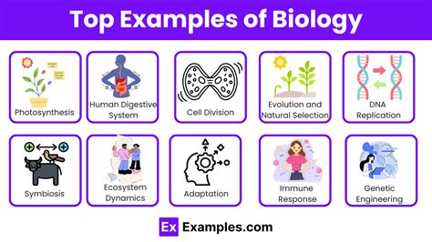 Image result for Structure and Function Biology Examples