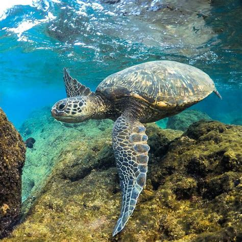 Turtle Wax Ceramic Teardrop Flag に対する画像結果