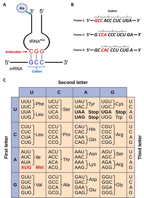 Image result for tRNA Codon