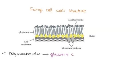 Image result for Fungi Cell Diagram